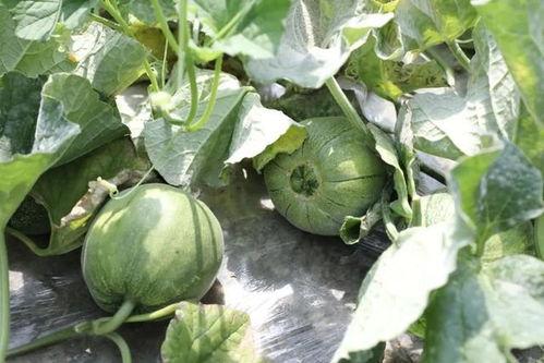 韩城吃瓜事件网红是谁,揭秘网红背后的真相