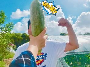 网红吃瓜公用号,揭秘娱乐圈幕后真相，带你领略明星生活点滴