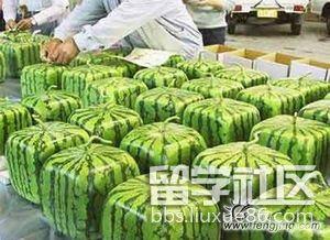 留学吃瓜网,揭秘海外留学生活那些事儿