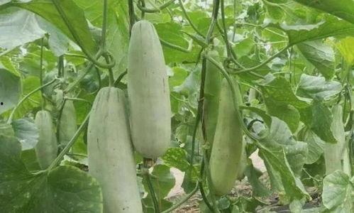 网红吃的生瓜叫什么名字,究竟叫什么名字?揭秘其独特魅力