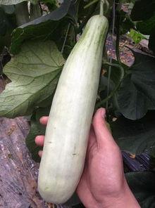 网红吃的软瓜叫什么来着