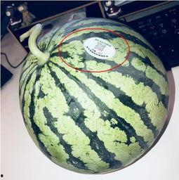 推特吃瓜网红是谁啊