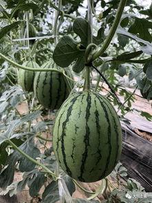 网红吃瓜大家族是真的吗,揭秘真相还是虚构传闻？