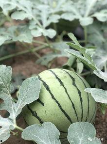 网红吃瓜大家族是真的吗,揭秘真相还是虚构传闻？