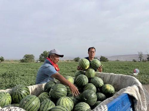 赣榆吃瓜网,揭秘赣榆本土美食，带你领略地方特色风味