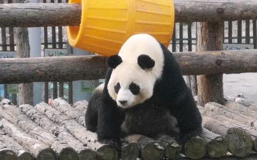 吃瓜中心网小羊