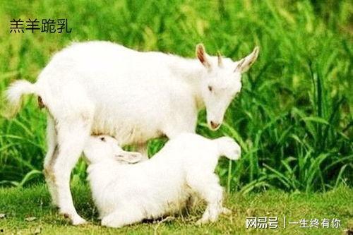 网红小羊吃瓜视频,网红萌宠的趣味日常