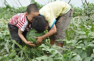 吃瓜网红事件镇平,揭秘网络舆论背后的真相与反思