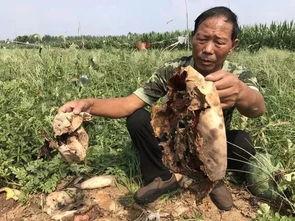 吃瓜网红事件镇平,揭秘网络舆论背后的真相与反思