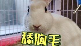 吃瓜抖音网红褒姒