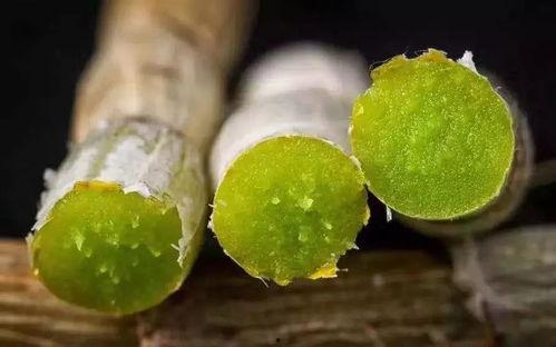 网红韩婧个网站作兰吃瓜,兰吃瓜背后的网红生活