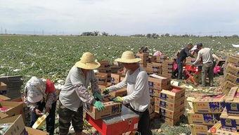 吃瓜群众岱岱观察者网