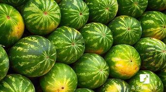 网瓜放时间长会吃吗