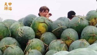 浚县网红吃瓜现场,揭秘幕后故事与网友热议