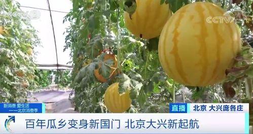 浚县网红吃瓜现场,揭秘幕后故事与网友热议