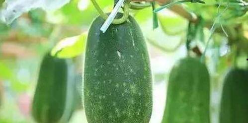 吃瓜黑样不打料官网,带你走进神秘的网络世界