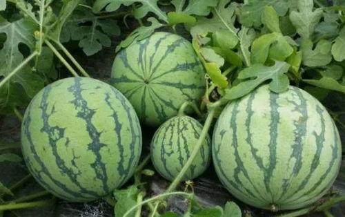 699.cu黑料吃瓜网,网络舆论背后的真相与争议