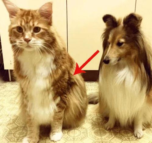 网红猫吃贝贝瓜图片,贝贝瓜成新宠