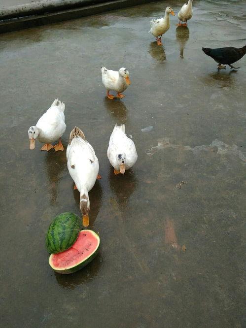 吃瓜鸭官网,带你领略美食世界的无限魅力