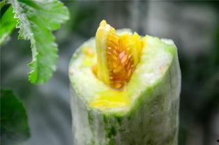 网红界吃瓜,揭秘幕后真相与精彩瞬间