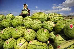 中卫网红怎么吃瓜