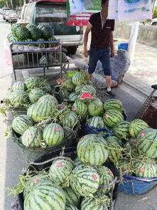 晋江网红吃瓜事件,揭秘网络舆论背后的真相与争议